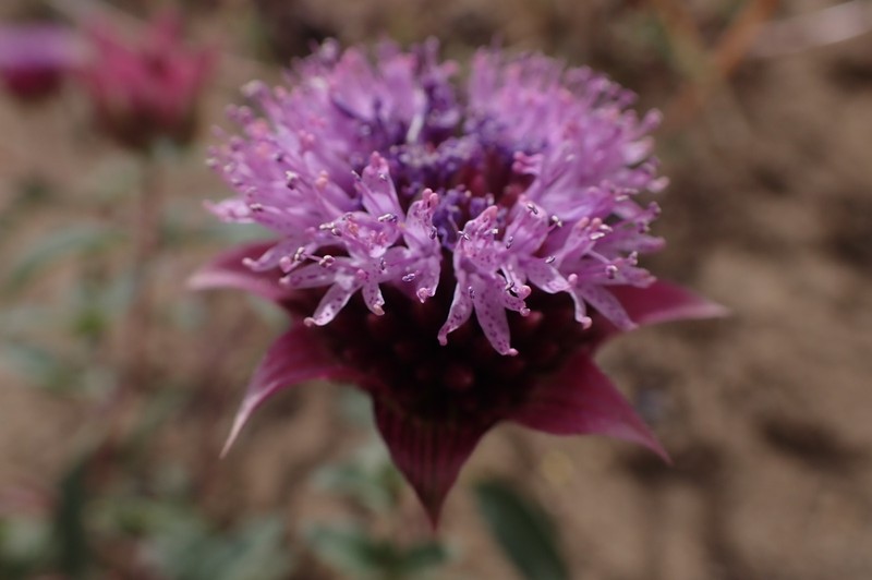 Monardella breweri subsp. breweri