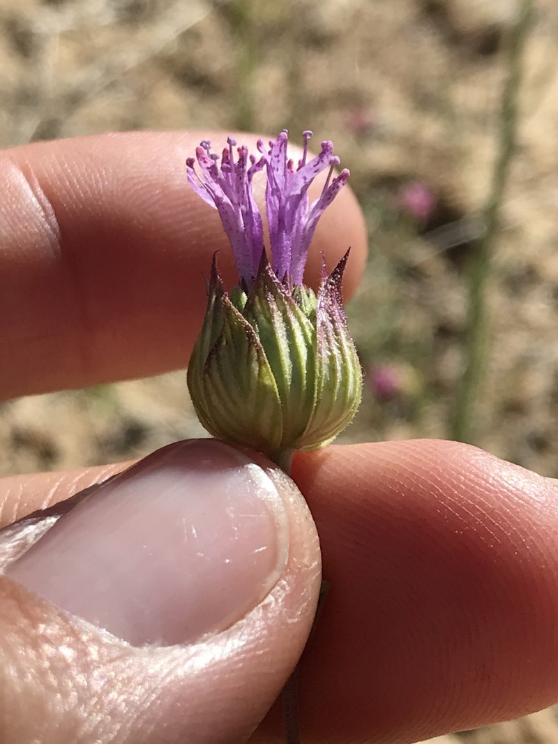 Monardella breweri subsp. breweri photo 2