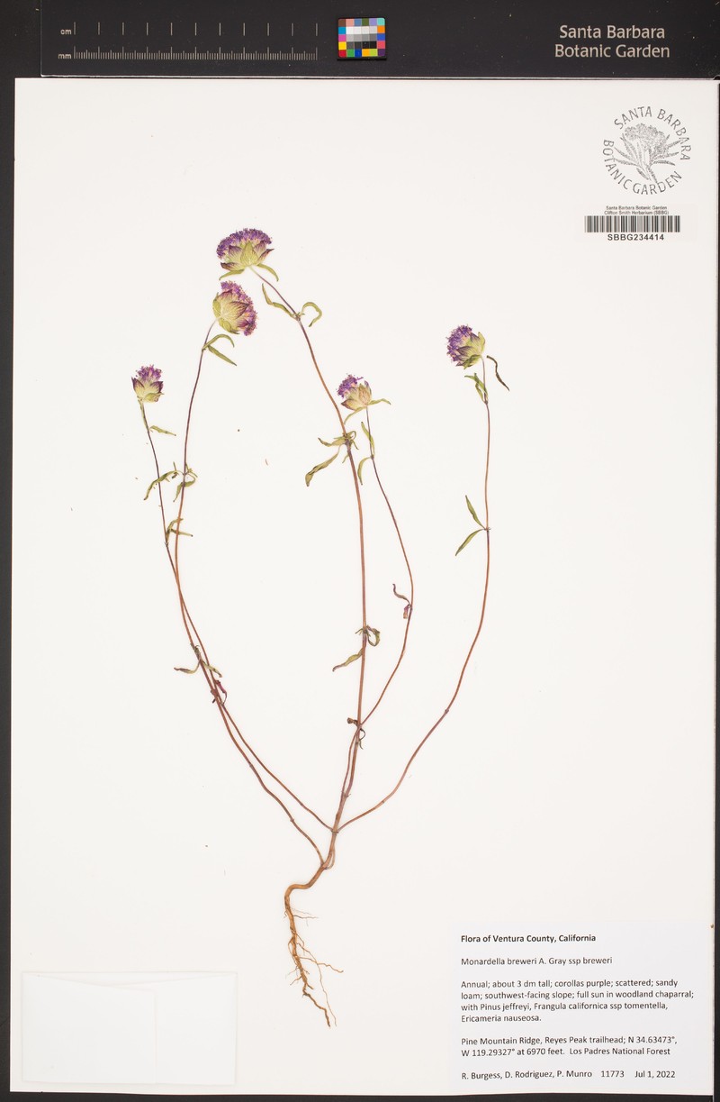 Monardella breweri subsp. breweri photo 3