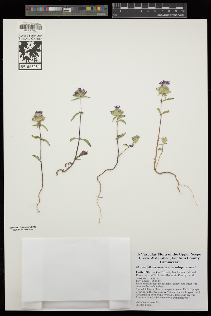 Monardella breweri subsp. breweri photo 4