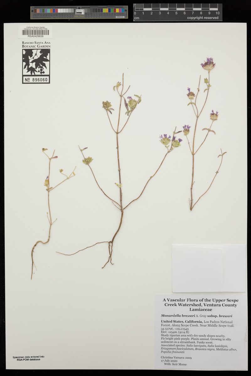 Monardella breweri subsp. breweri photo 6