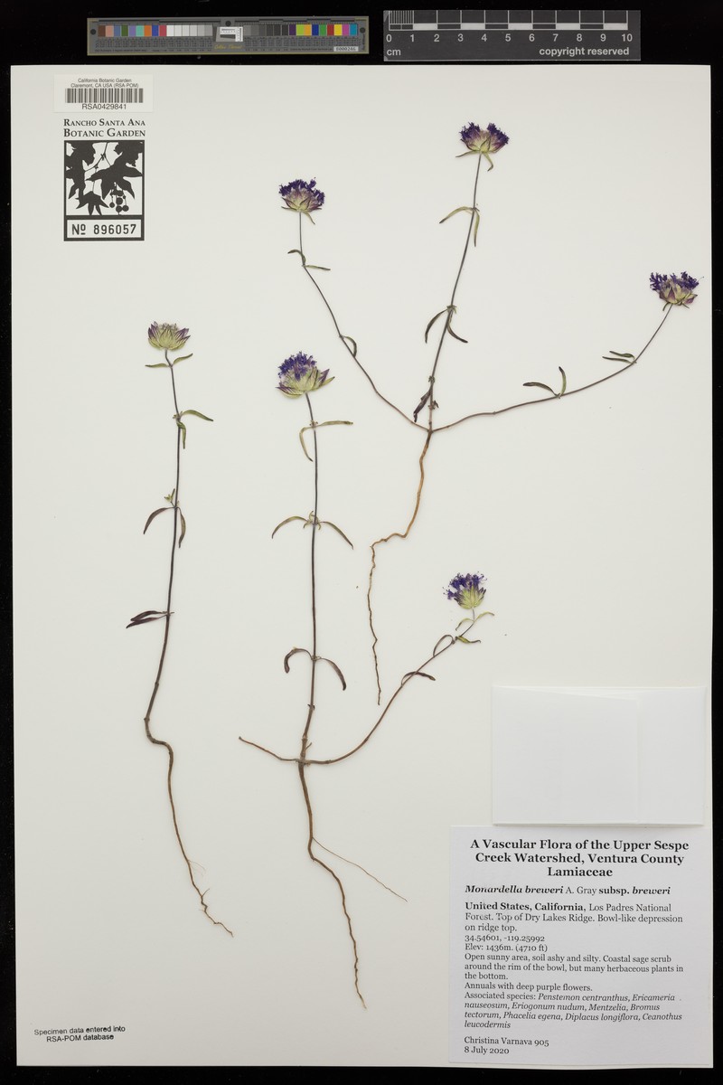 Monardella breweri subsp. breweri photo 7