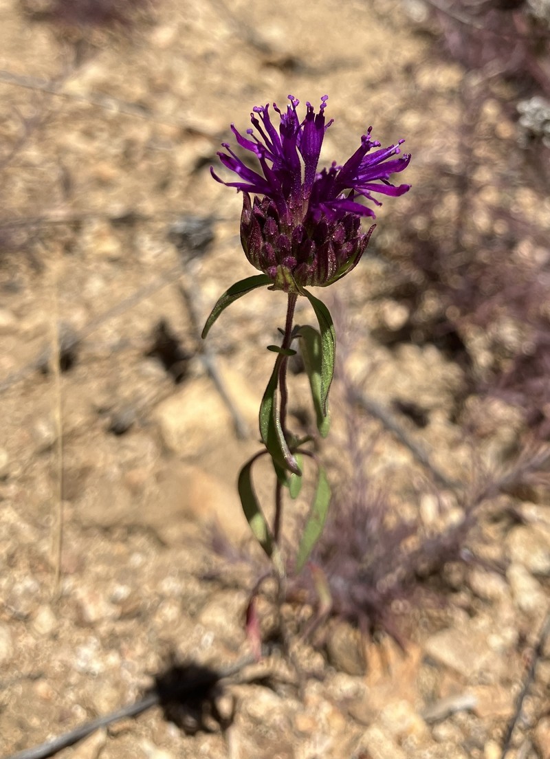 Monardella breweri subsp. glandulifera
