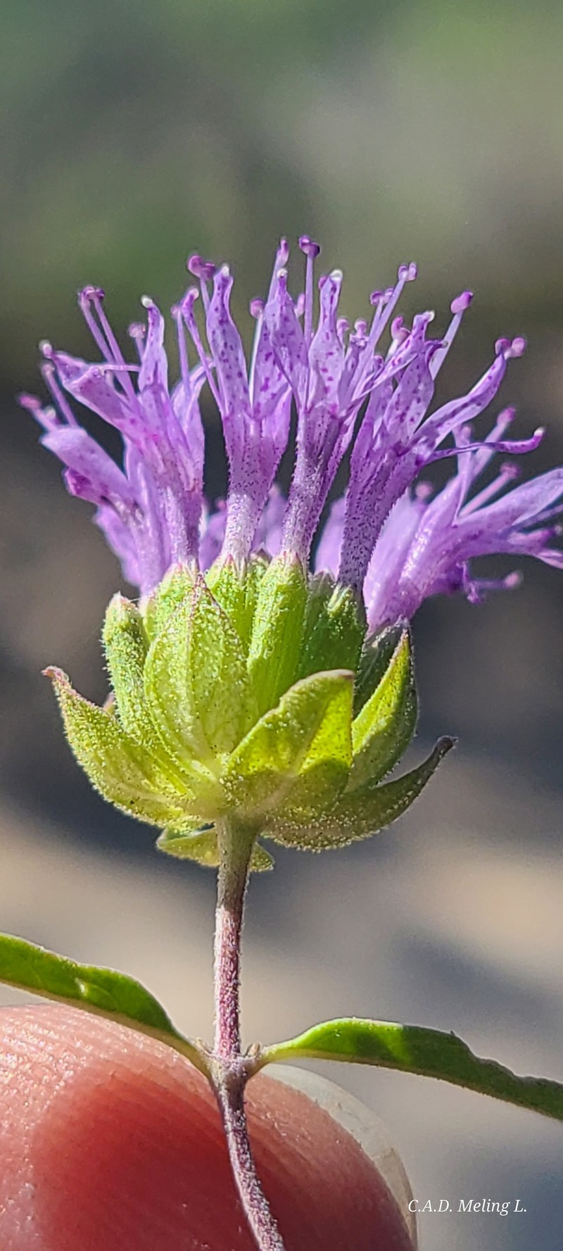Monardella breweri subsp. microcephala