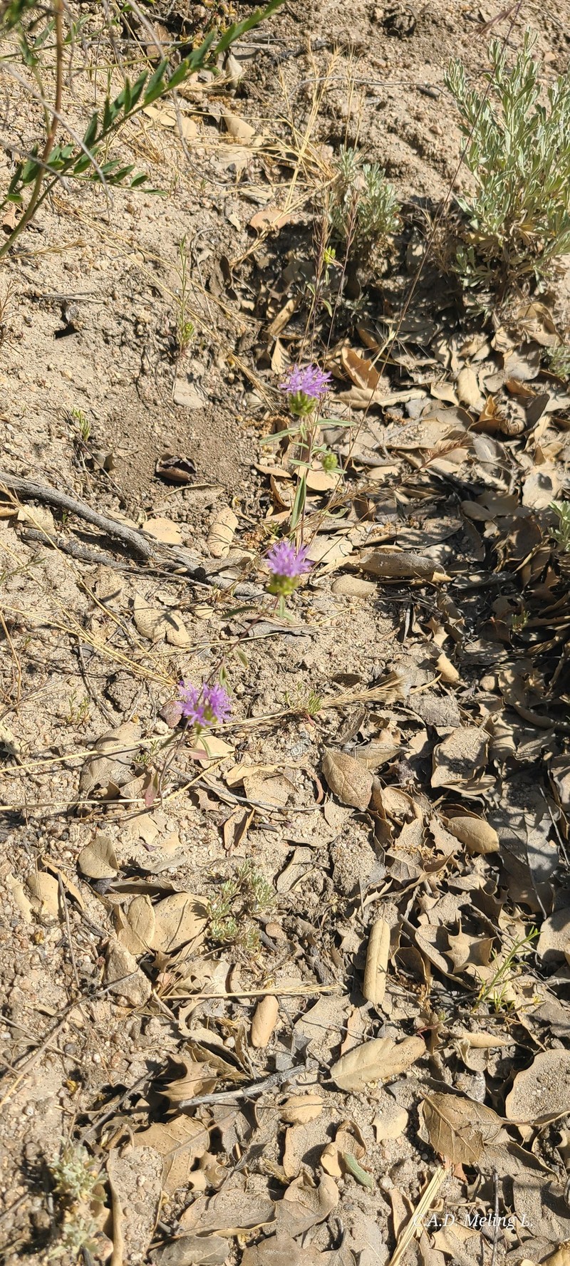 Monardella breweri subsp. microcephala photo 2
