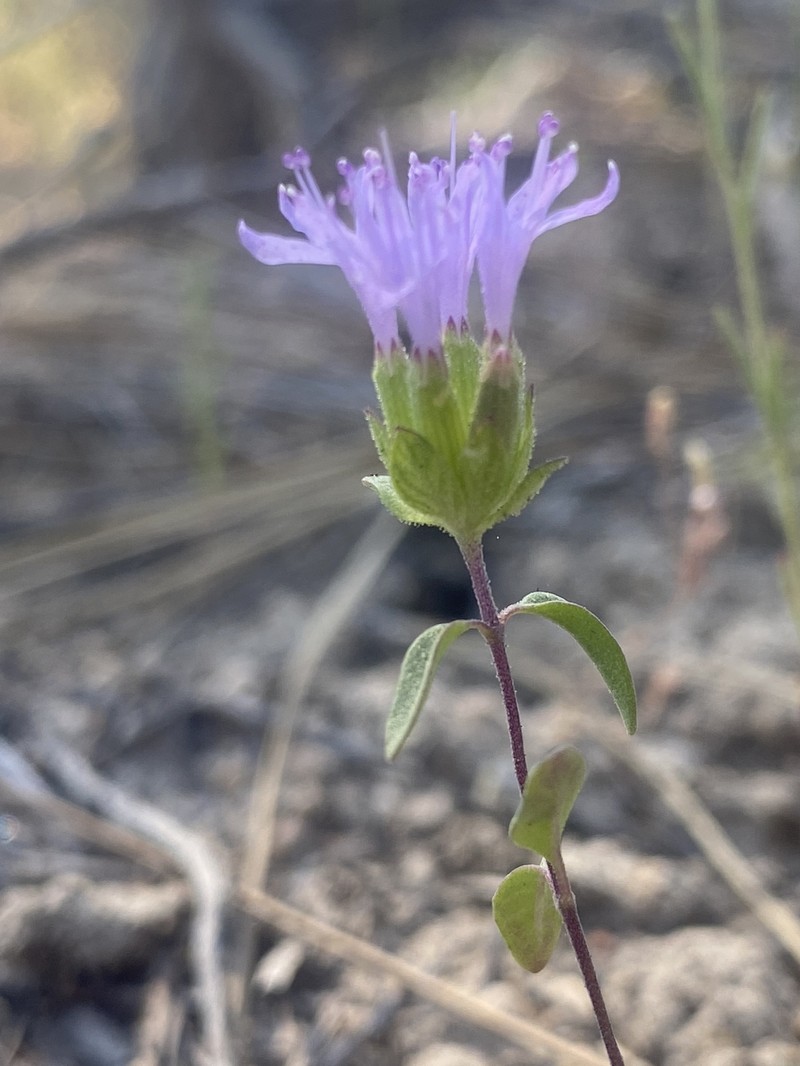 Monardella breweri subsp. microcephala photo 3