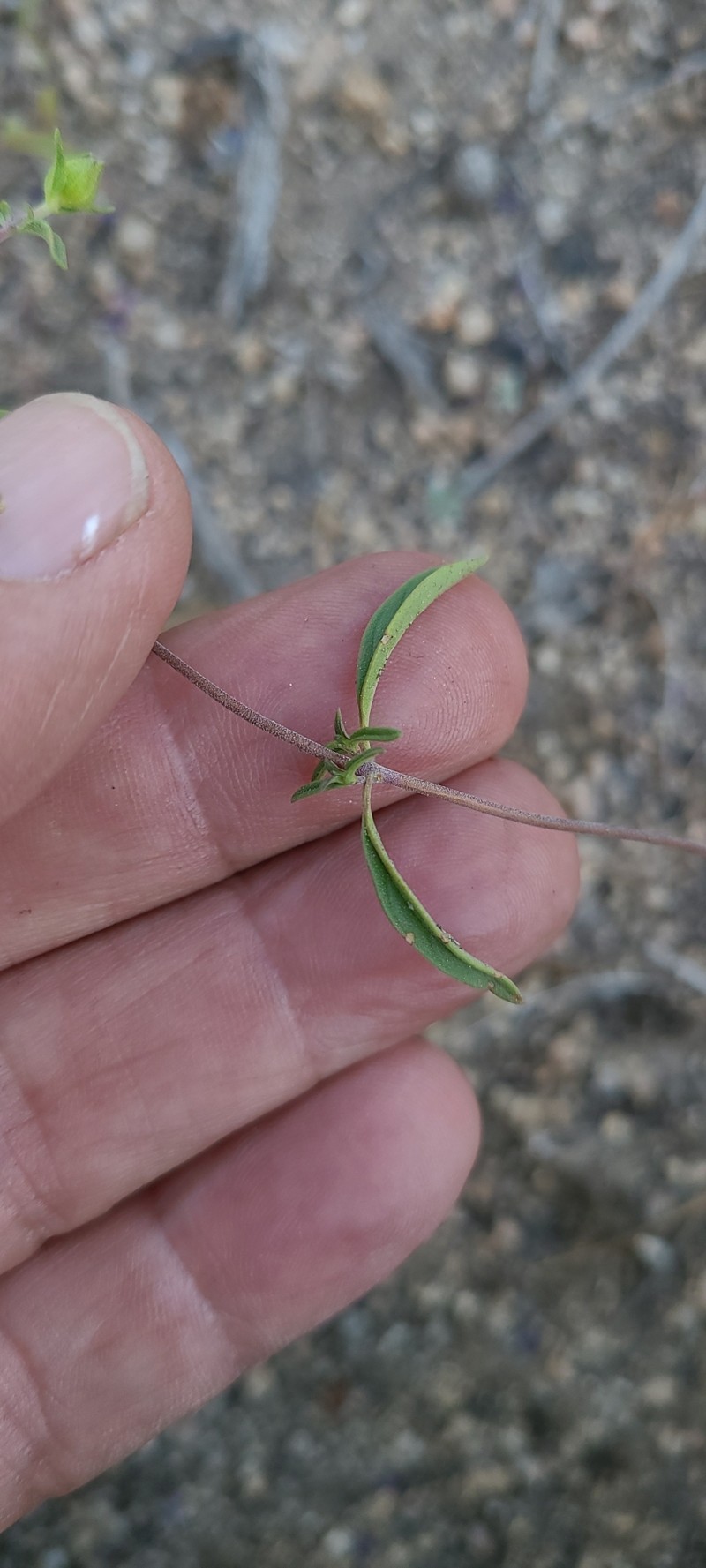 Monardella breweri subsp. microcephala photo 4