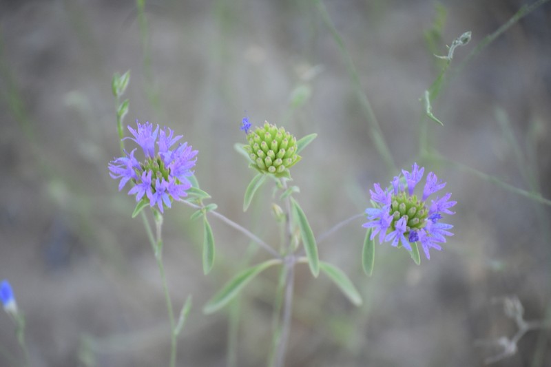Monardella breweri subsp. microcephala photo 5