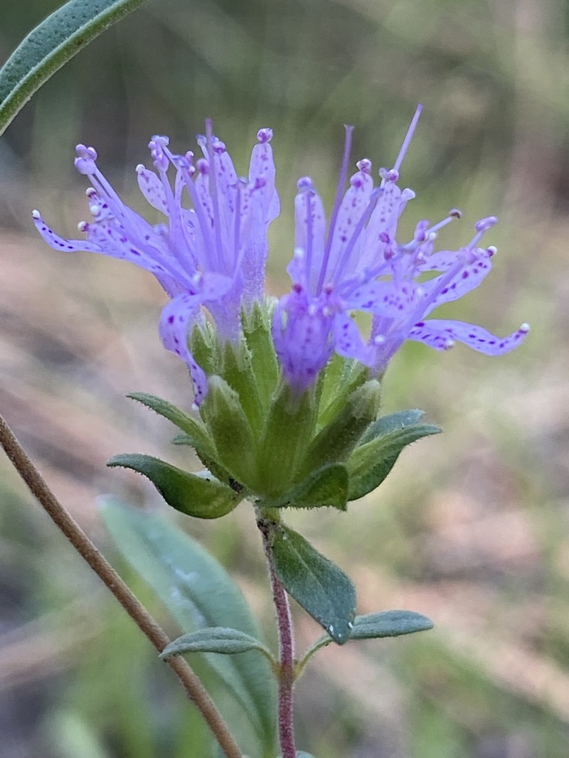 Monardella breweri subsp. microcephala photo 6