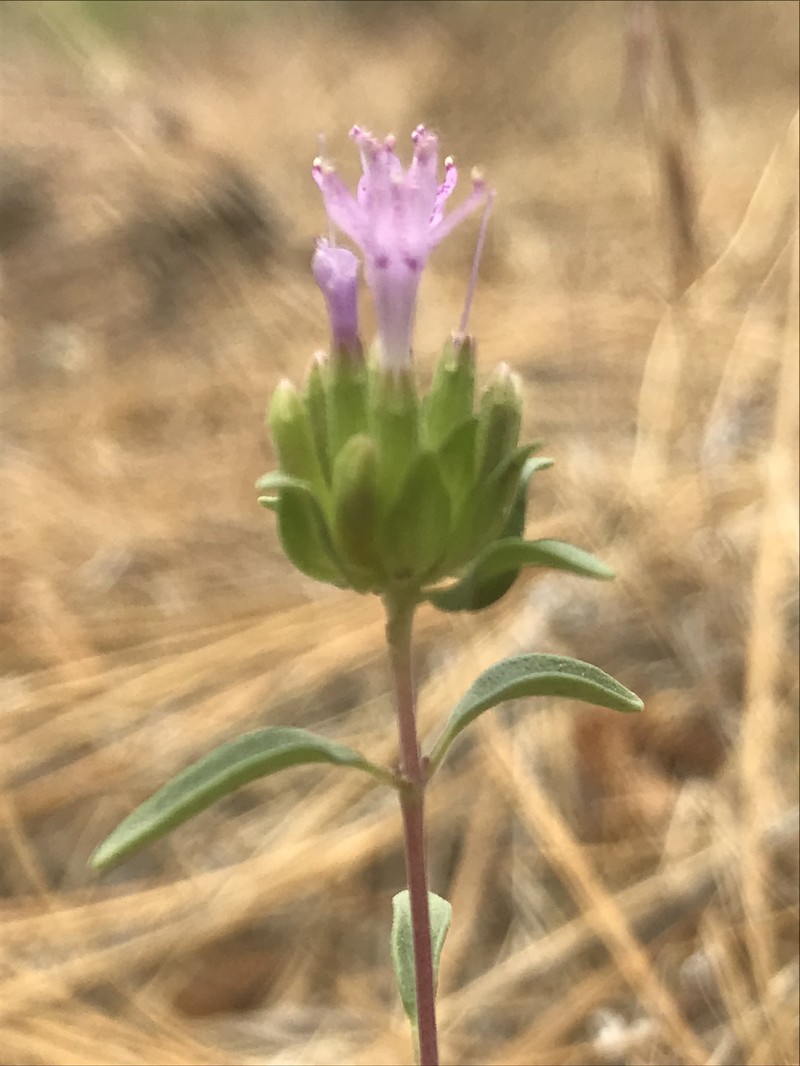 Monardella breweri subsp. microcephala photo 8