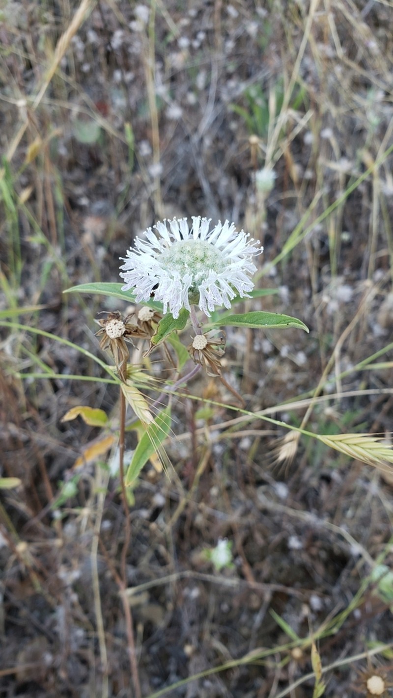 Sierra Monardella photo 4