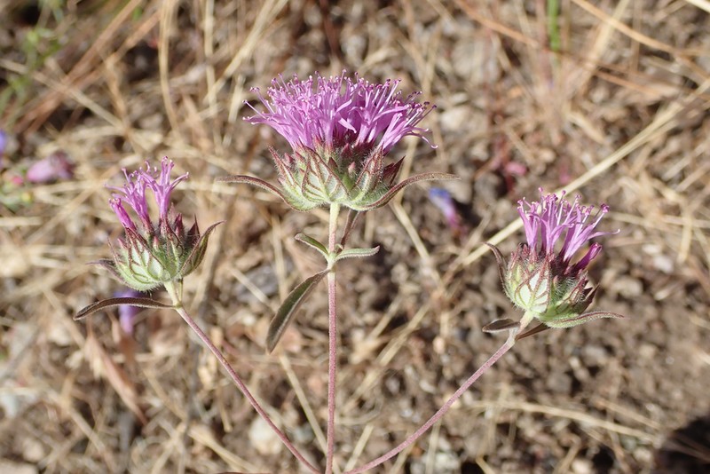 Douglas' Monardella photo 5