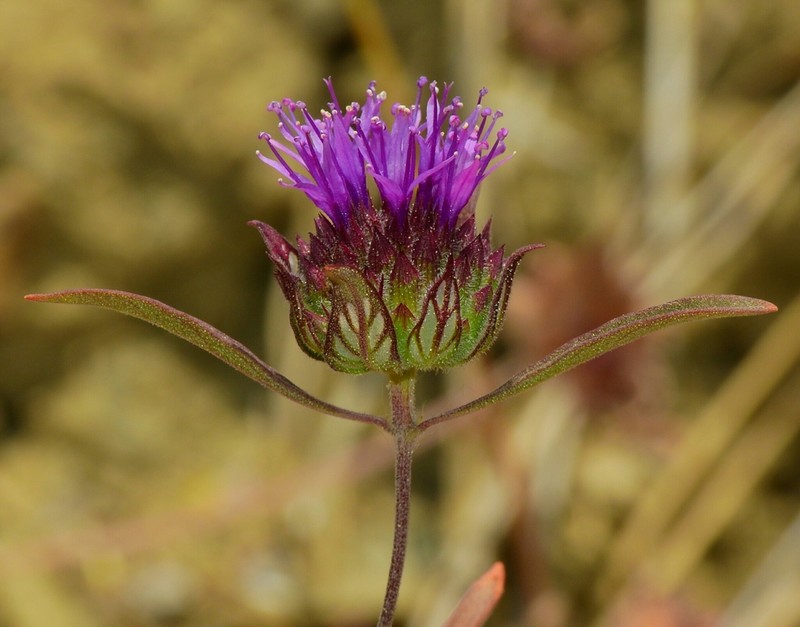 Douglas' Monardella photo 6