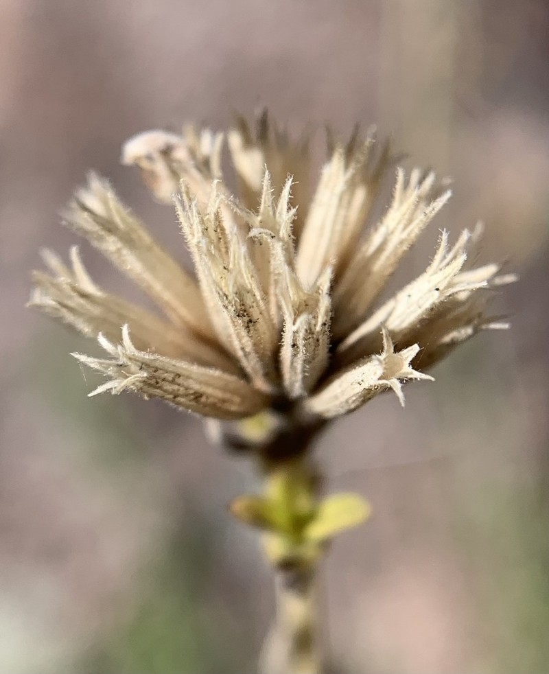 Epling's Monardella