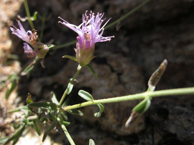 Monardella eremicola