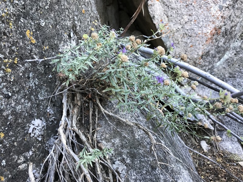 Monardella eremicola photo 2