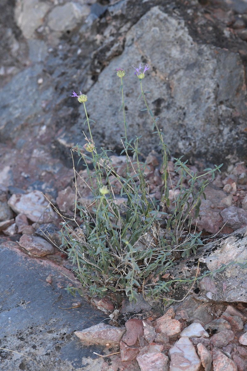 Monardella eremicola photo 3