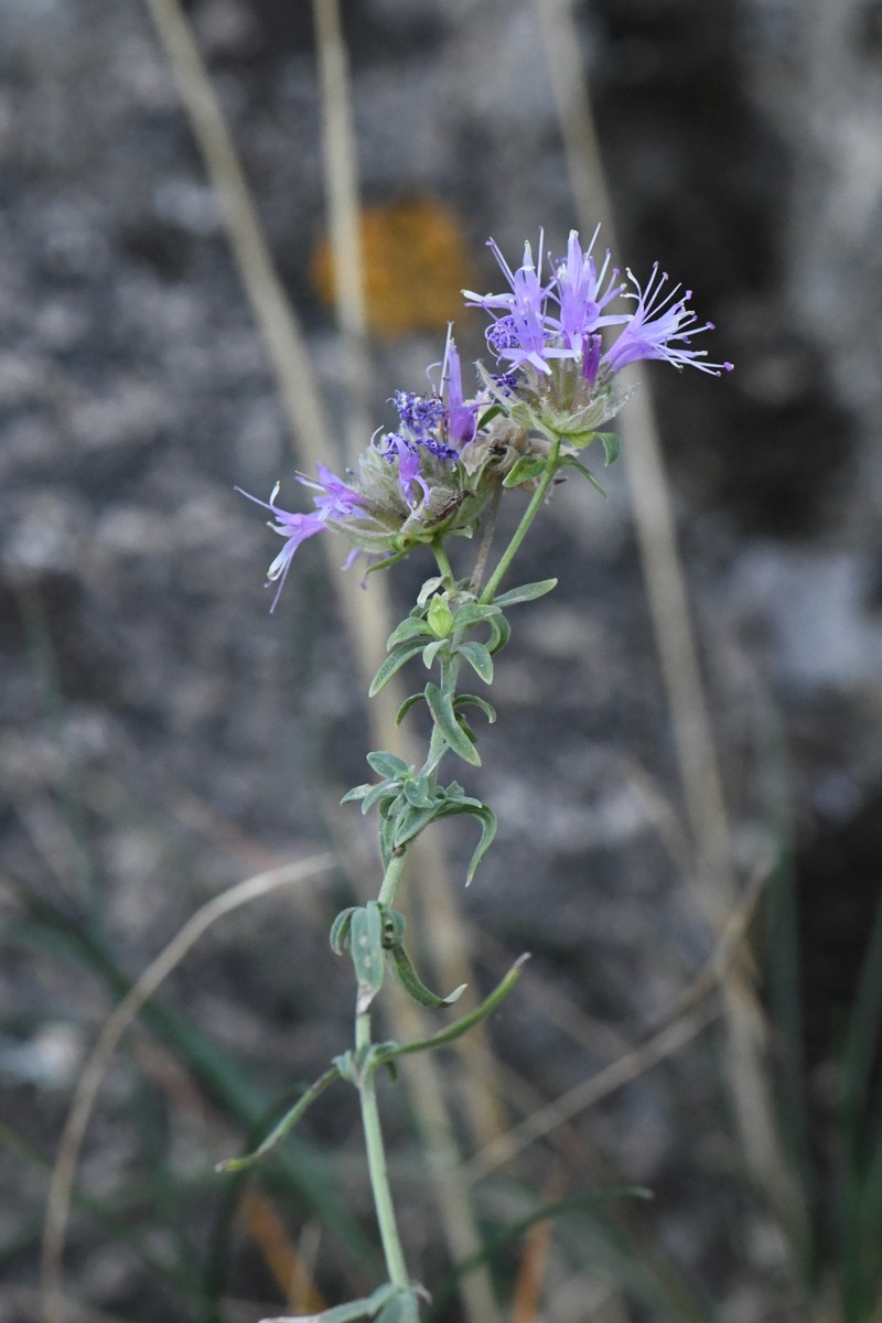 Monardella eremicola photo 7