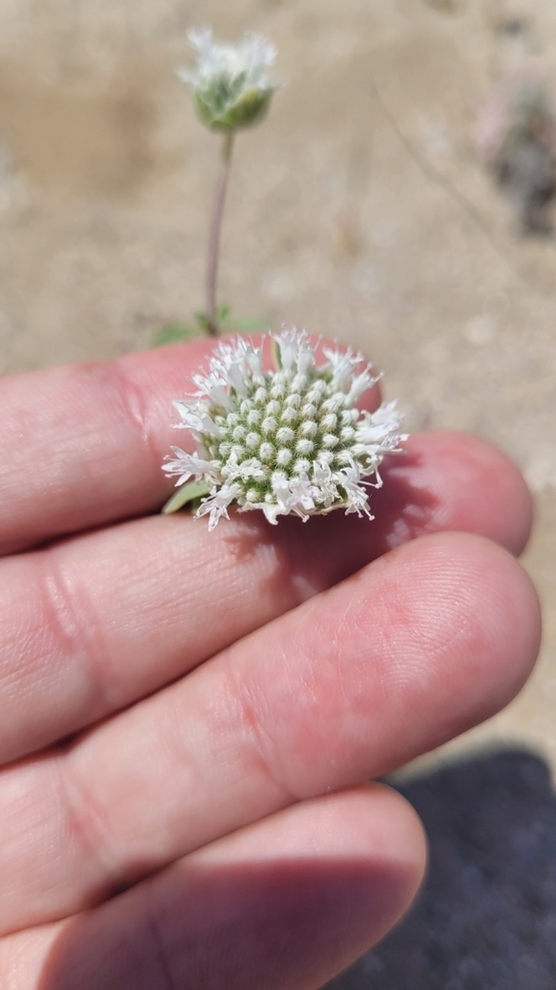 Desert Monardella
