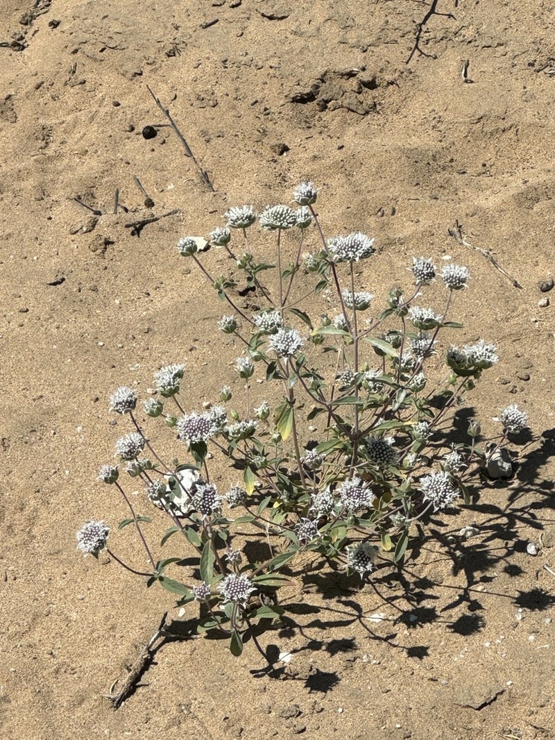 Desert Monardella photo 2