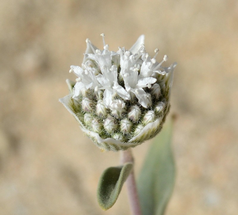 Desert Monardella photo 4