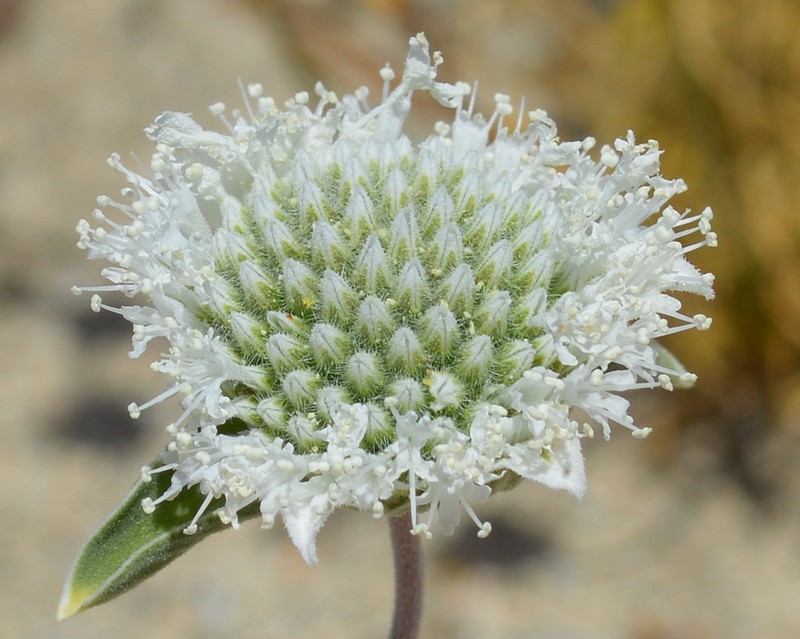 Desert Monardella photo 5
