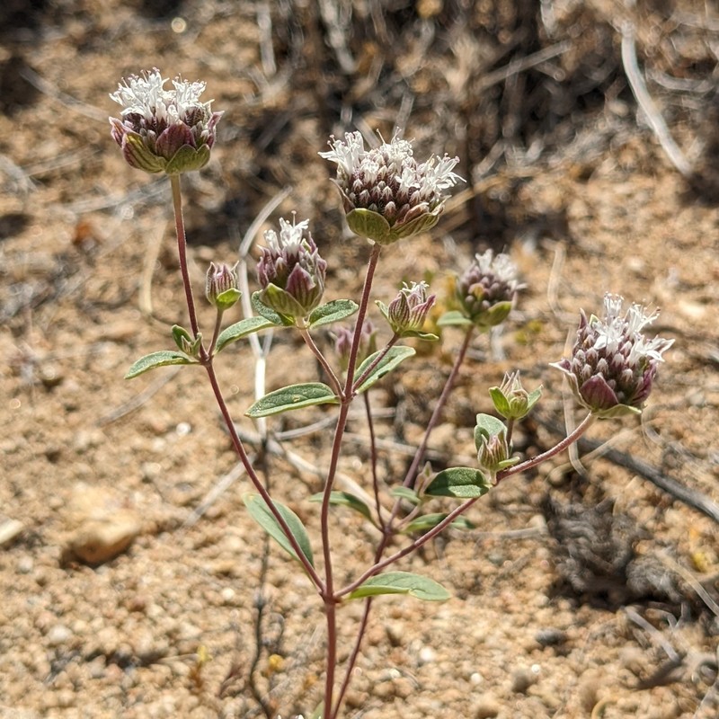 Desert Monardella photo 7