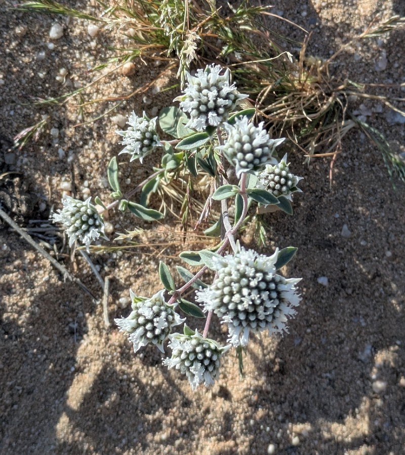 Desert Monardella photo 8
