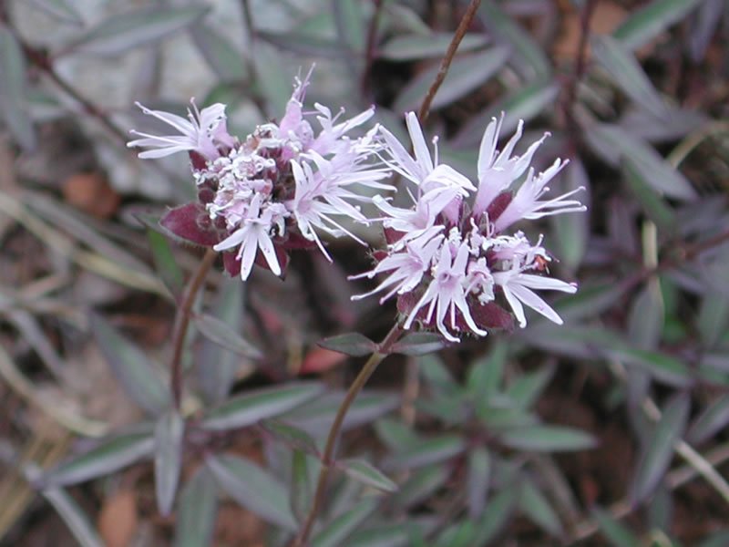 Follett's Monardella