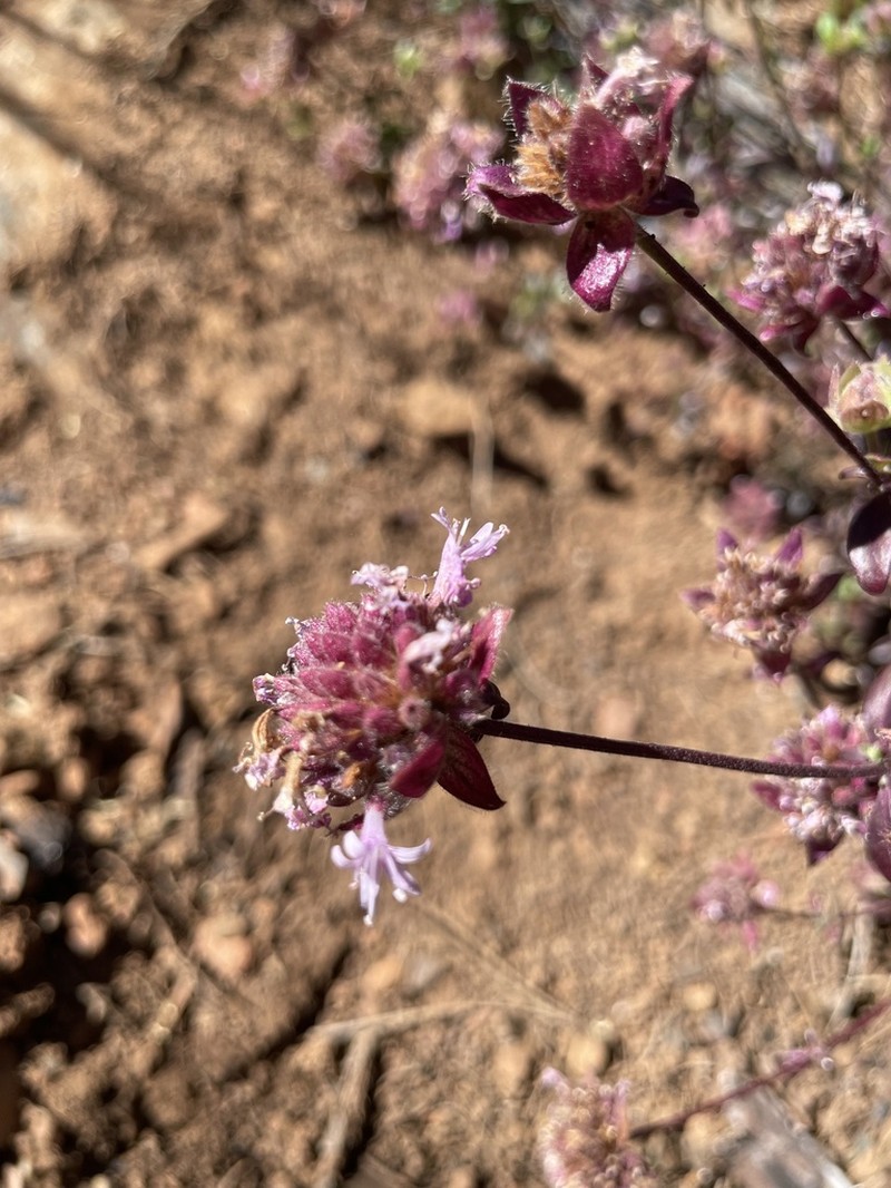 Follett's Monardella photo 2