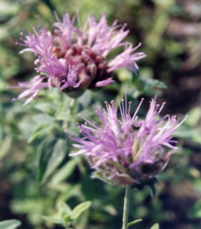 Pale Monardella photo 3