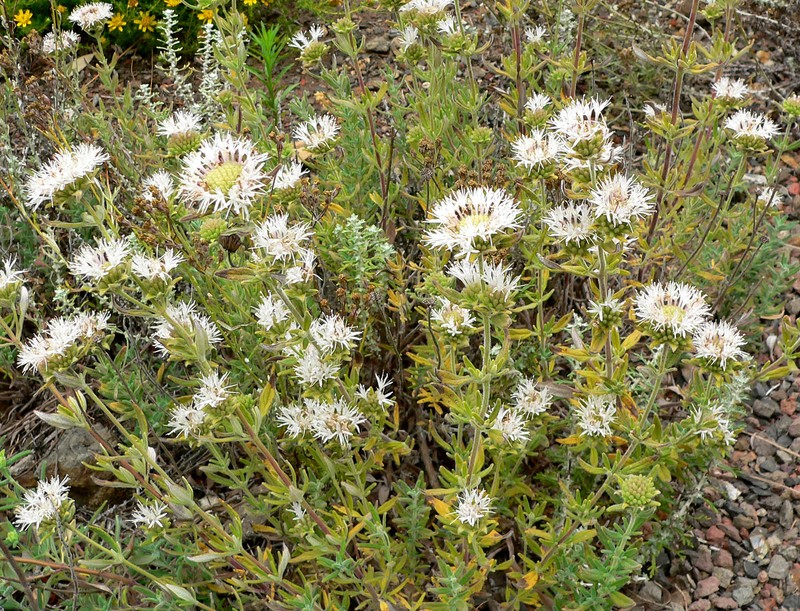 Thickleaf Monardella