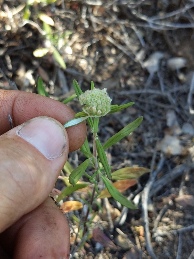 Thickleaf Monardella photo 2