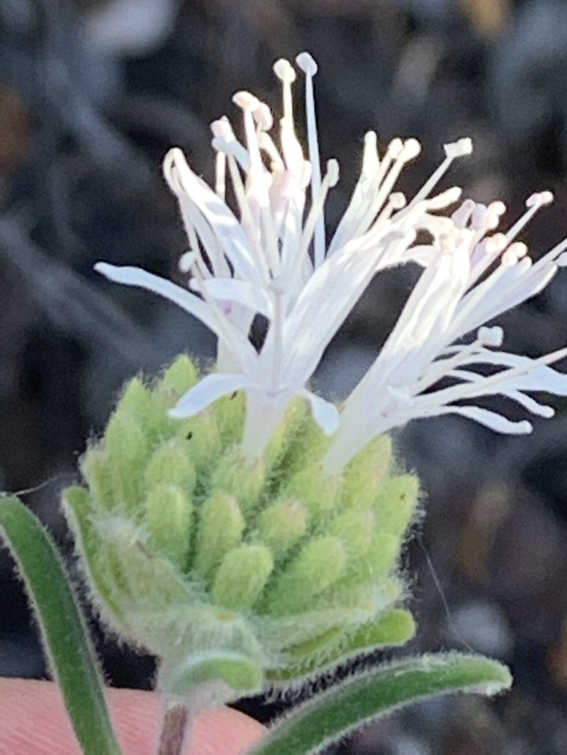 Thickleaf Monardella photo 6