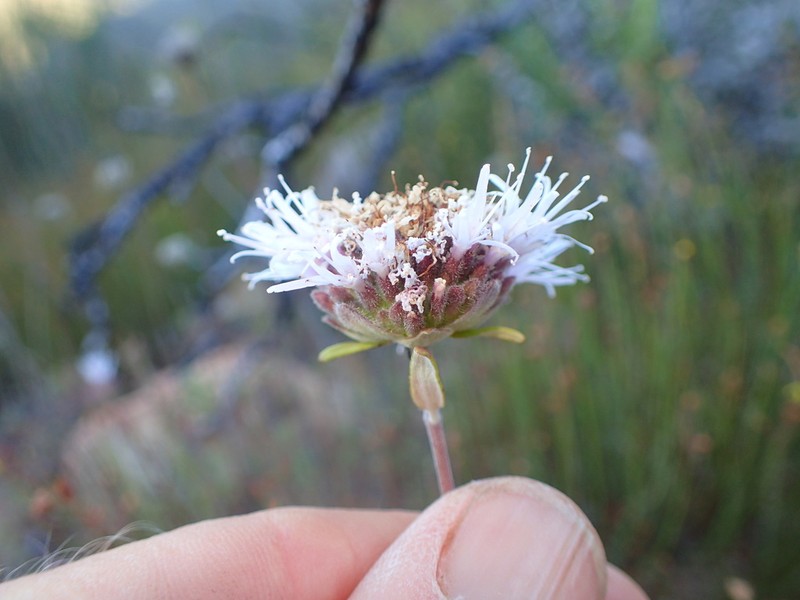 Thickleaf Monardella photo 7