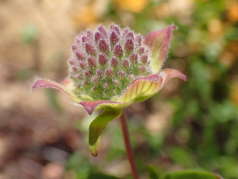 Monardella hypoleuca subsp. hypoleuca