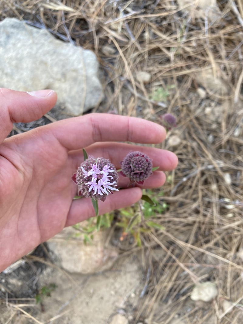 Monardella hypoleuca subsp. hypoleuca photo 2