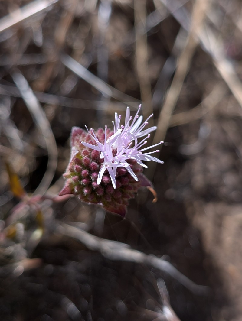 Monardella hypoleuca subsp. hypoleuca photo 3