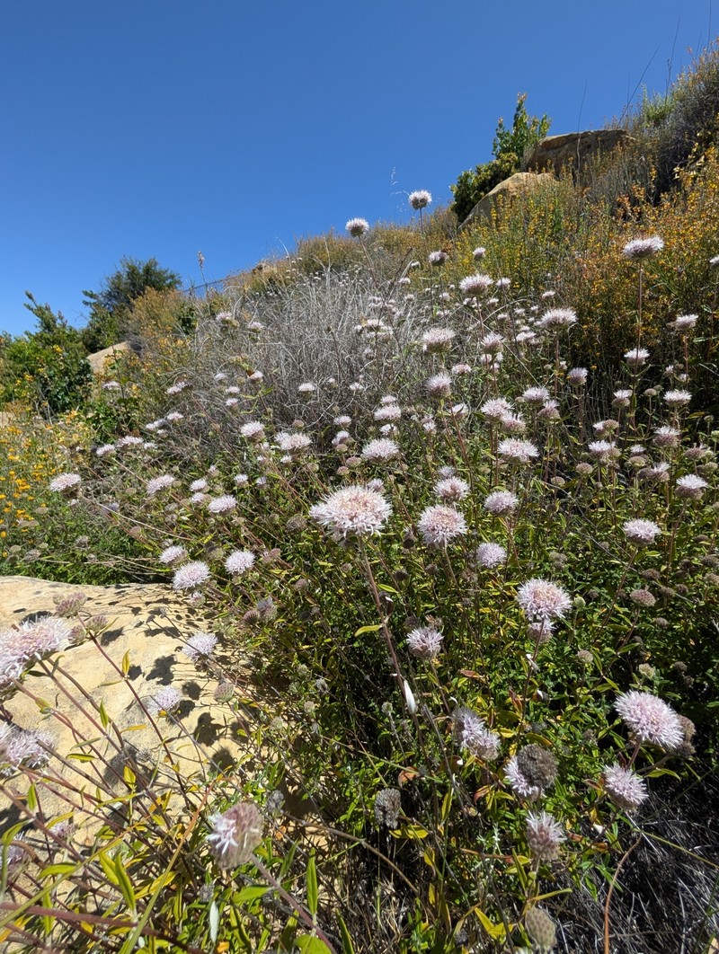 Monardella hypoleuca subsp. hypoleuca photo 4