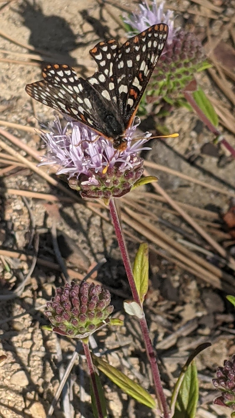 Monardella hypoleuca subsp. hypoleuca photo 5