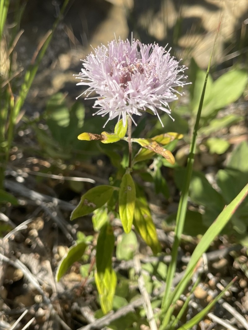 Monardella hypoleuca subsp. hypoleuca photo 6