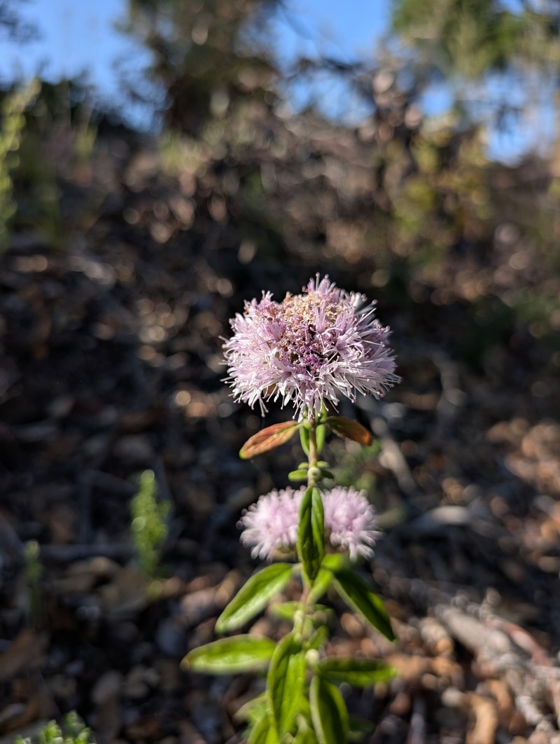 Monardella hypoleuca subsp. hypoleuca photo 7