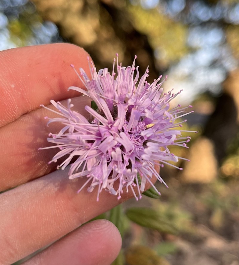 Monardella hypoleuca subsp. hypoleuca photo 8