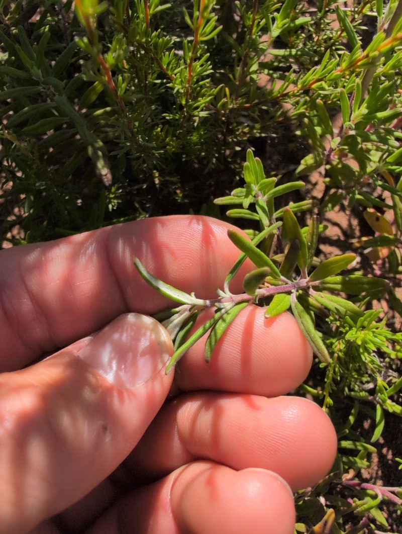 Monardella hypoleuca subsp. intermedia