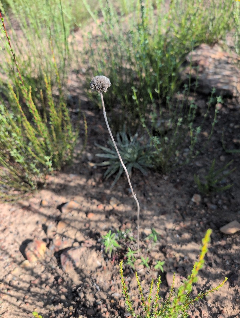 Monardella hypoleuca subsp. intermedia photo 2
