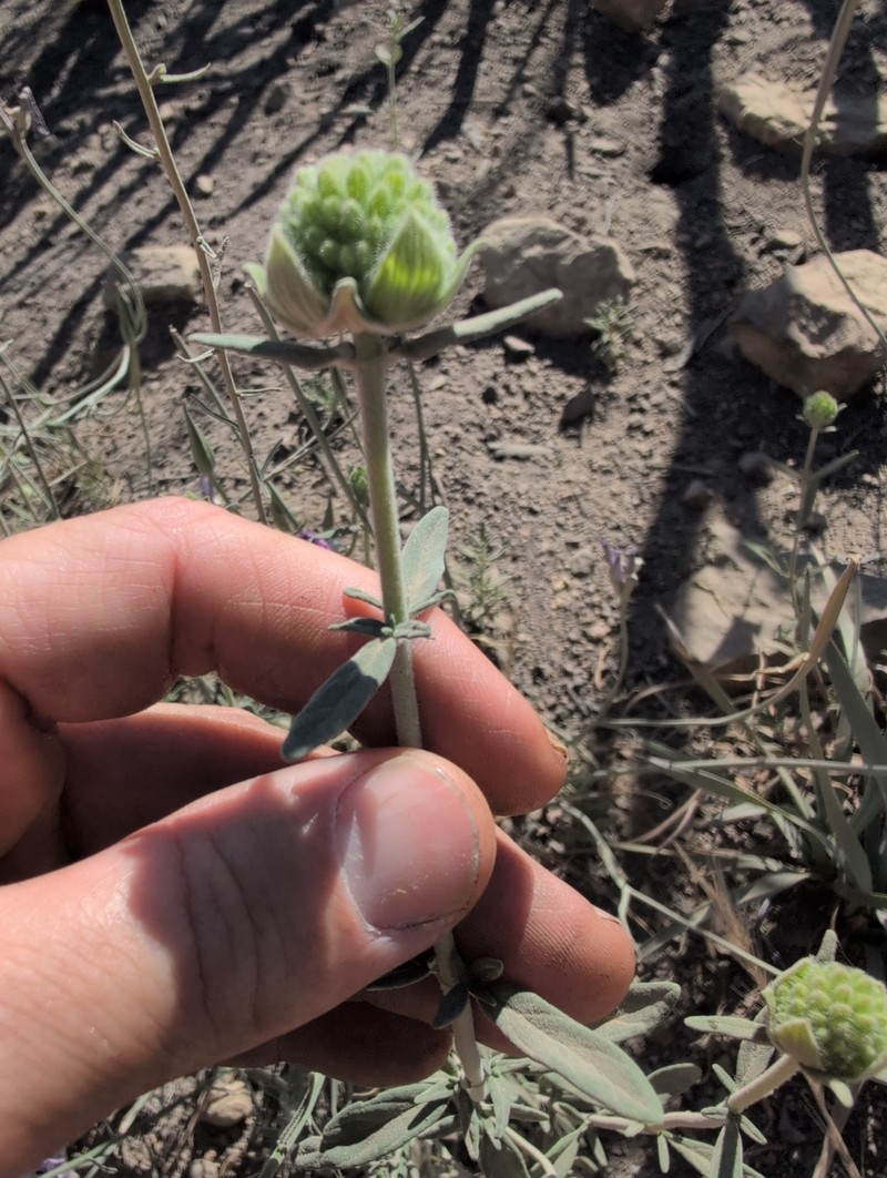 Monardella hypoleuca subsp. intermedia photo 4