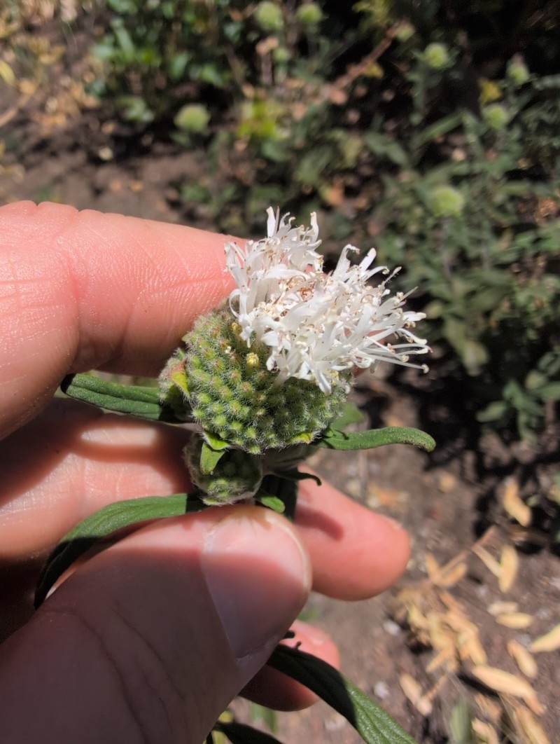 Monardella hypoleuca subsp. intermedia photo 5