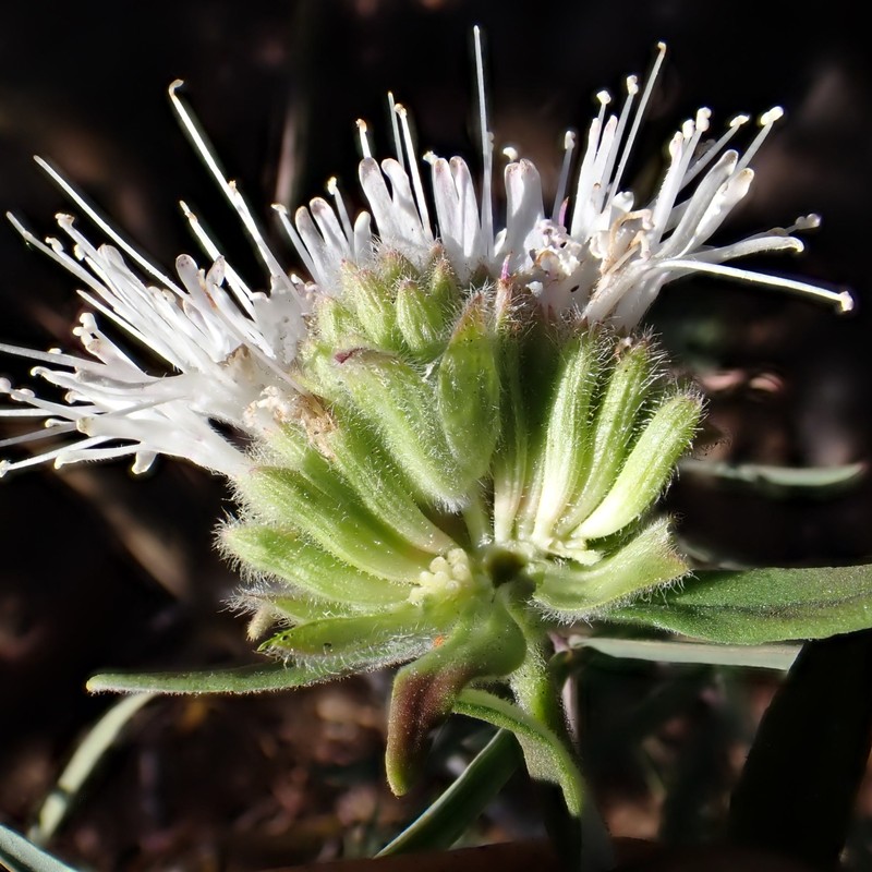 Monardella hypoleuca subsp. intermedia photo 6
