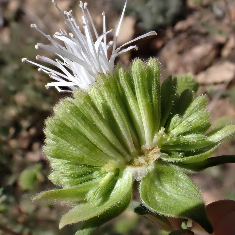 Monardella hypoleuca subsp. intermedia photo 7