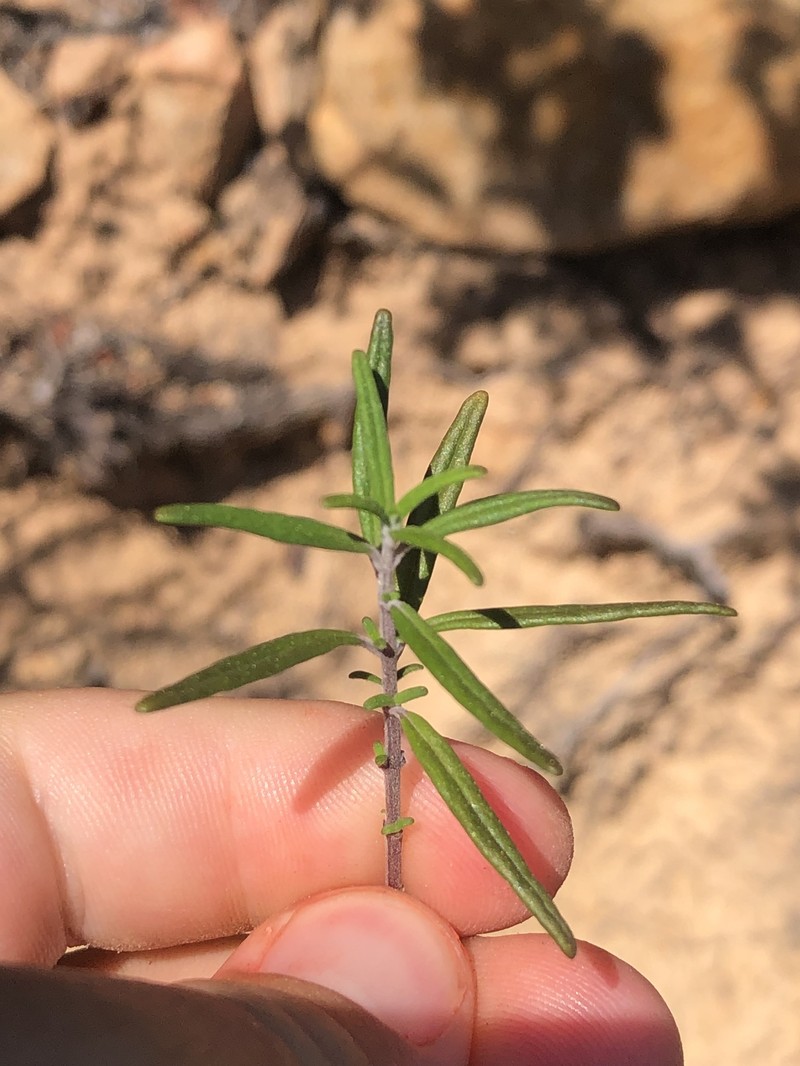 Monardella hypoleuca subsp. intermedia photo 8